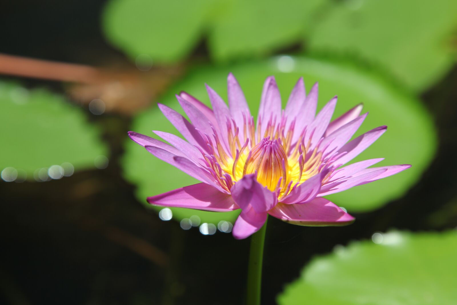 Canon EOS 5D Mark II sample photo. Nature, flora, flower photography