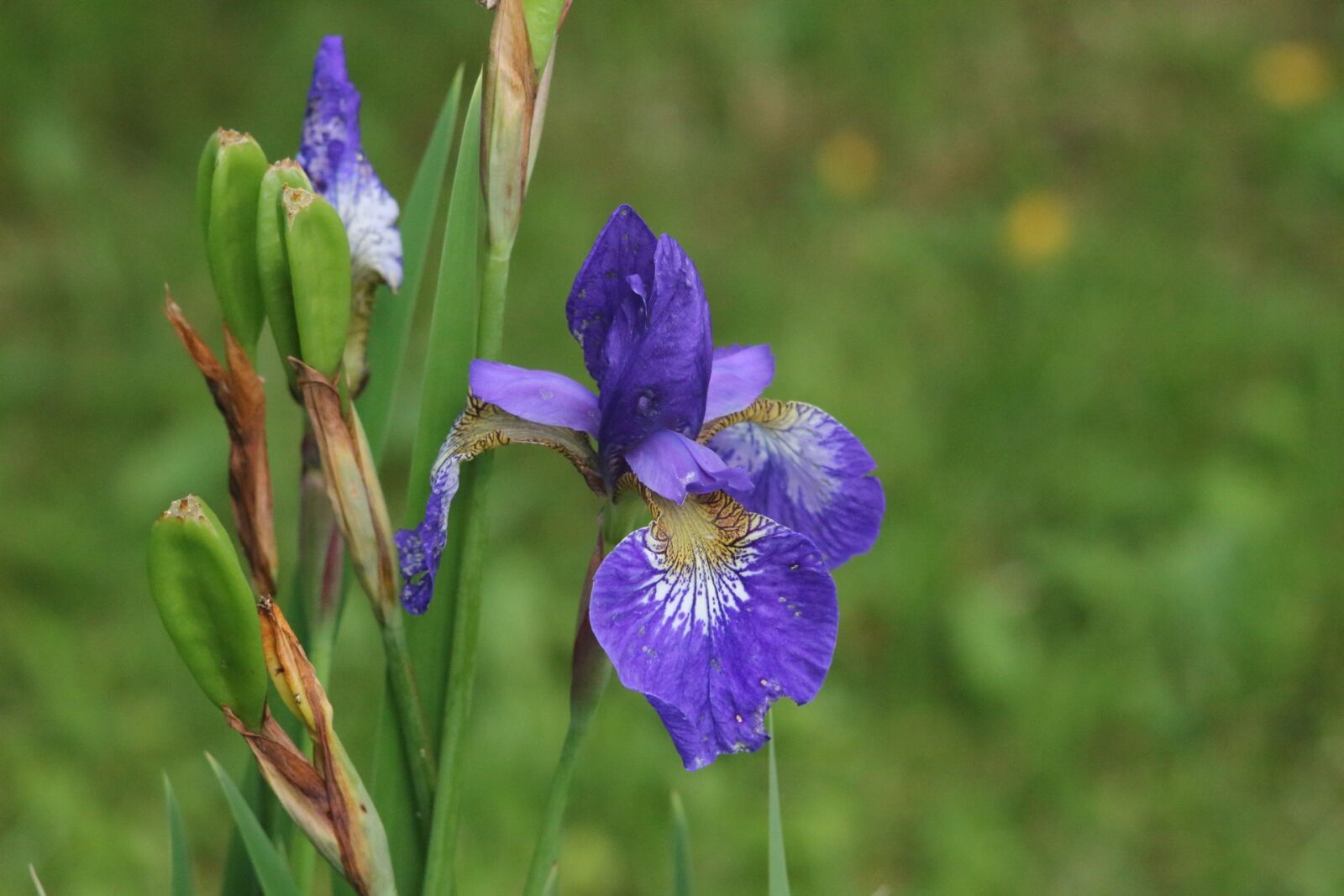 Canon EOS 1200D (EOS Rebel T5 / EOS Kiss X70 / EOS Hi) sample photo. Flower, nature, plant photography