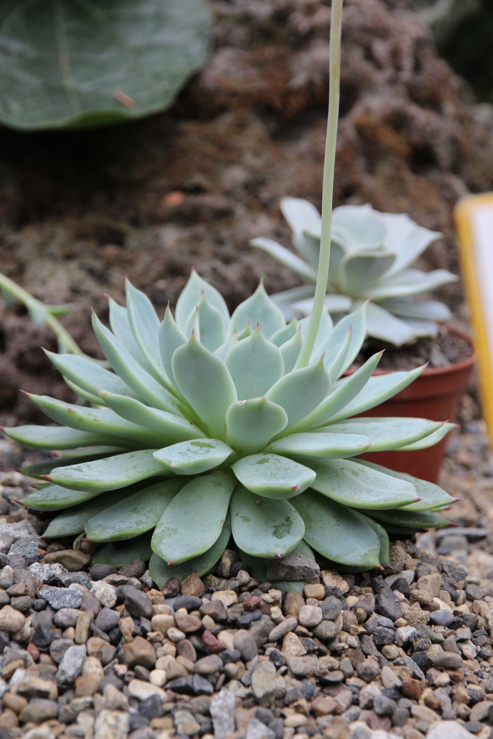 Canon EOS 650D (EOS Rebel T4i / EOS Kiss X6i) sample photo. Cactus, thorn, scratchy photography