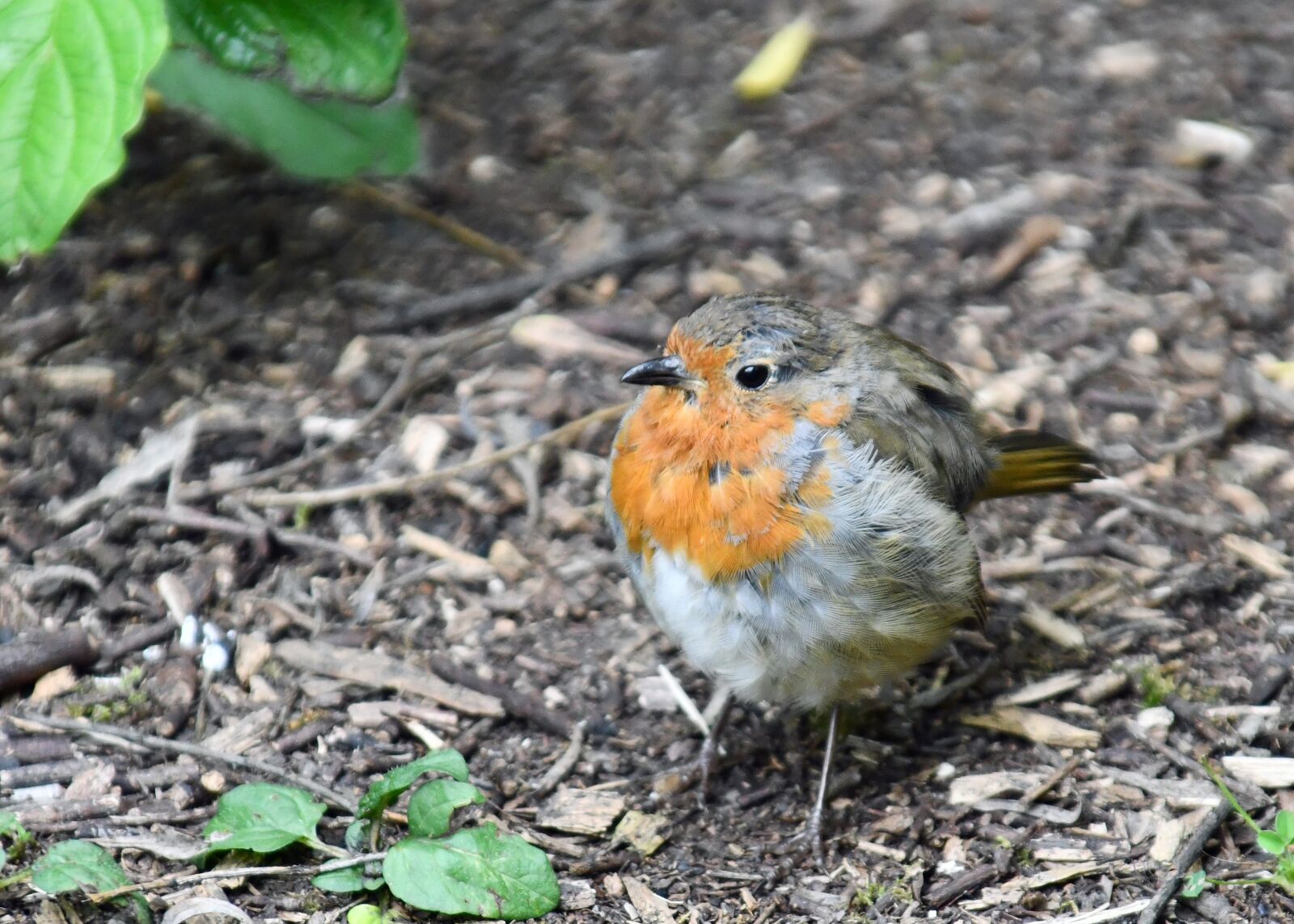 Nikon D7500 sample photo. Bird, robin, feathers photography