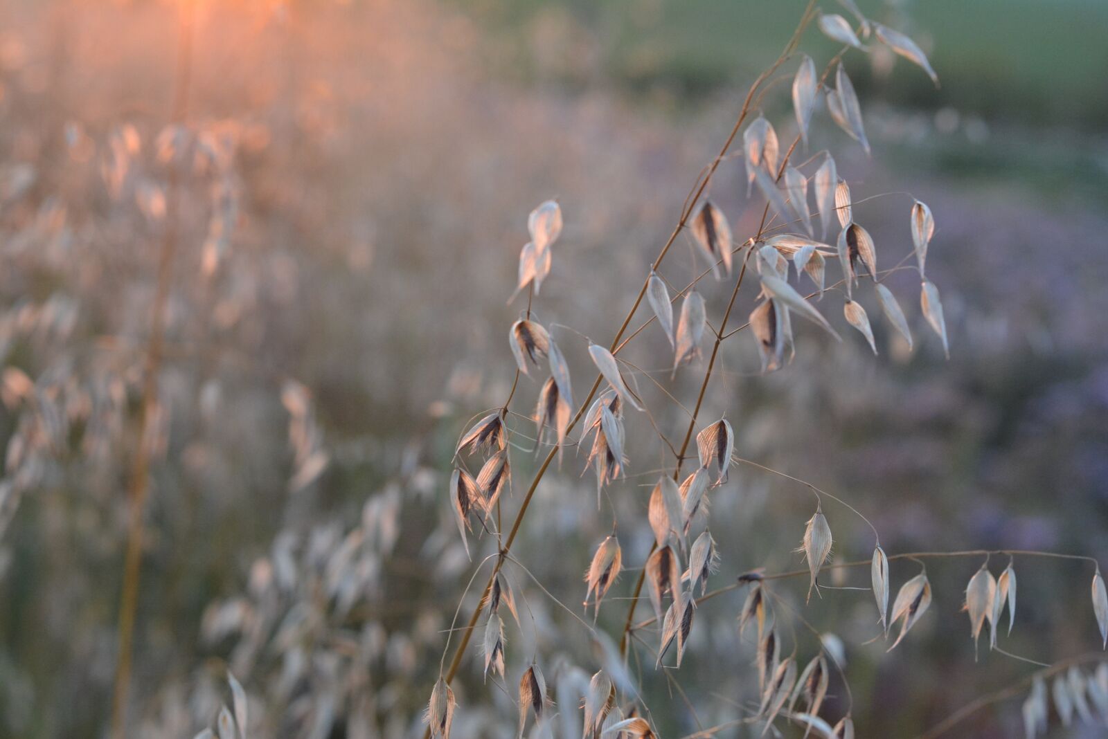 Nikon D5200 sample photo. Corn, oats, collections photography