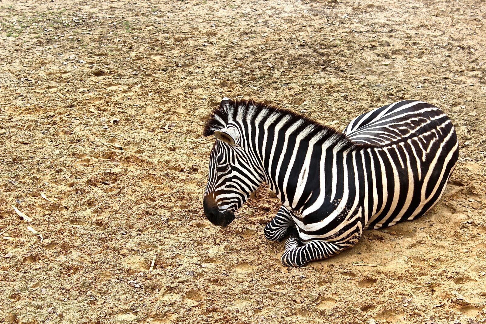 Canon EOS 600D (Rebel EOS T3i / EOS Kiss X5) sample photo. Zebra, animal, wildlife photography
