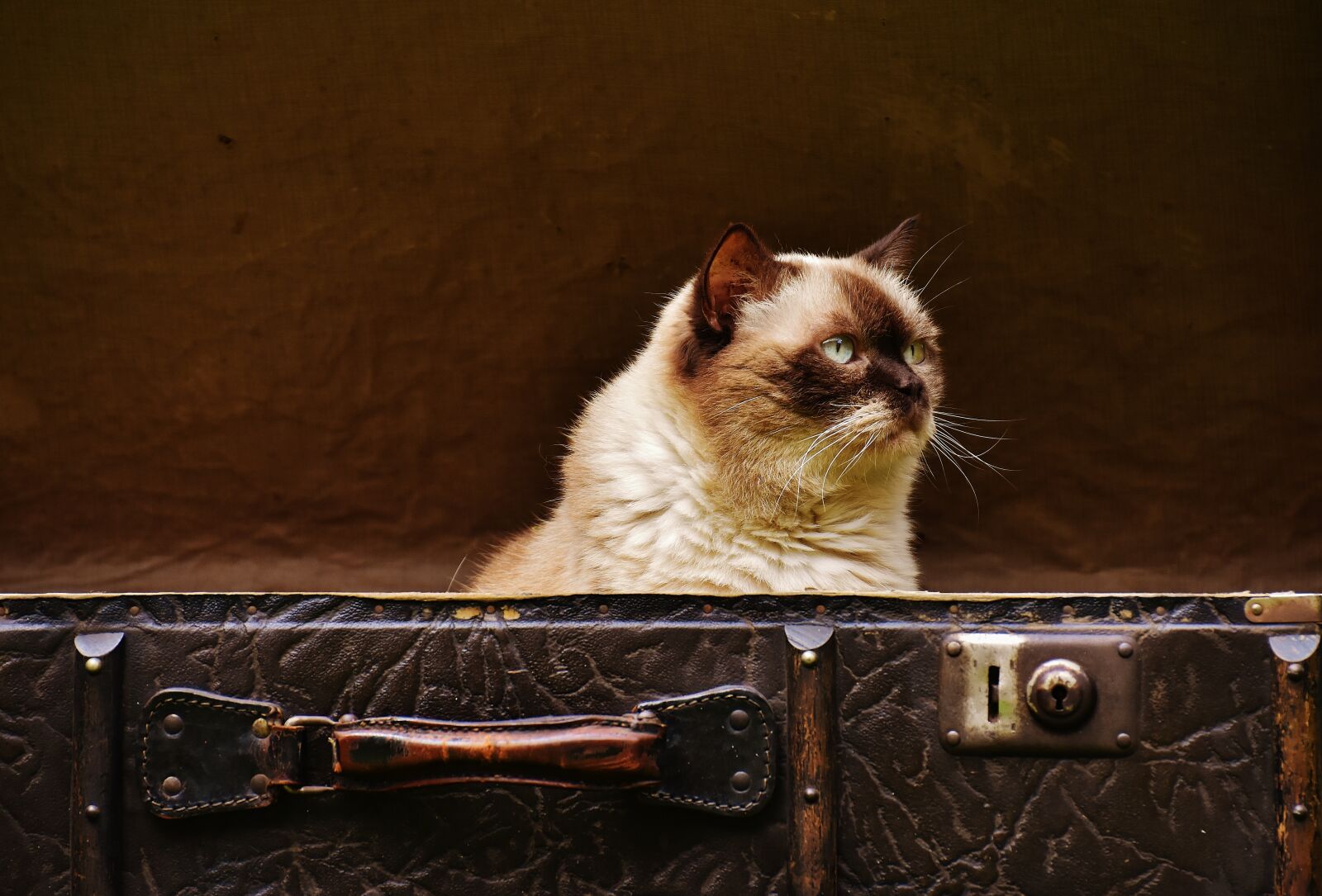 Nikon D7200 sample photo. Luggage, antique, cat photography