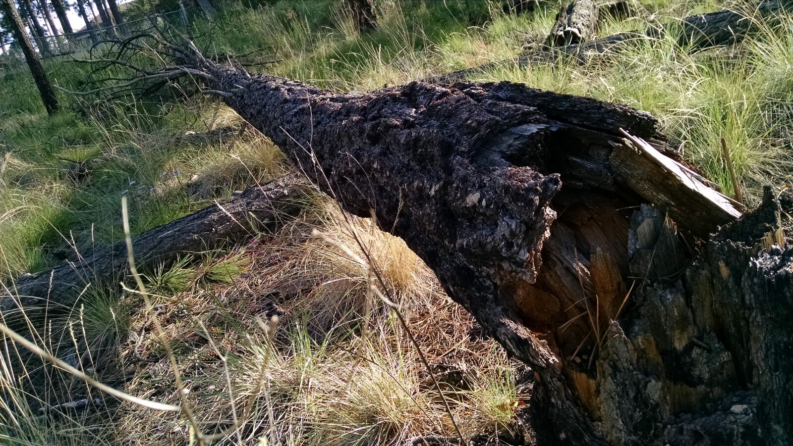 Motorola XT1080 sample photo. Fallen, tree, grass, rot photography