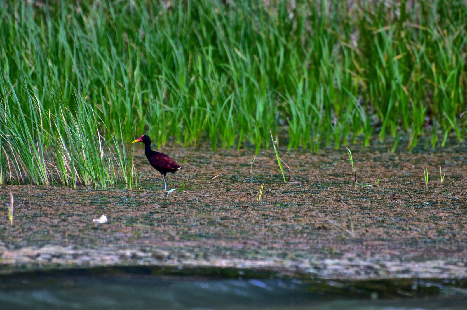 Nikon D90 sample photo. Jacana, jesus bird, lily photography