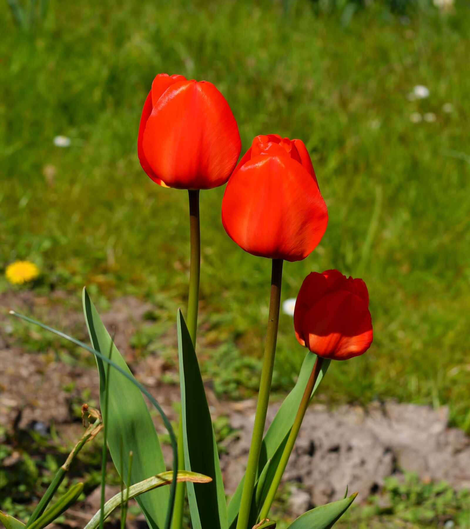 Sony SLT-A58 sample photo. Tulips, flowers, red photography