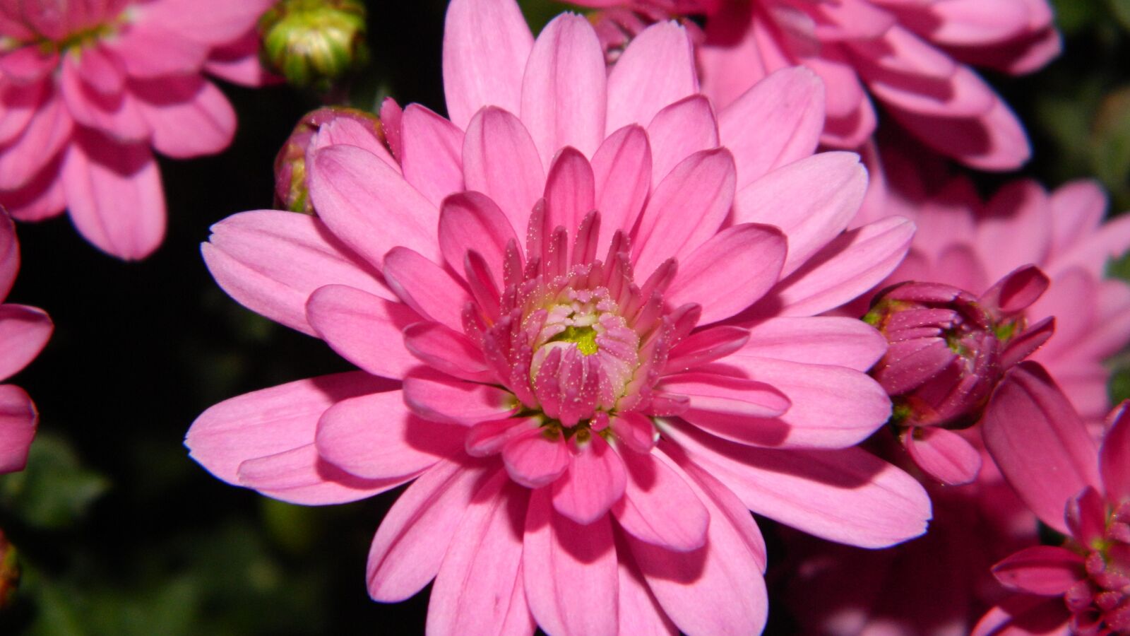 Nikon Coolpix L120 sample photo. Flower, flowers, purple photography