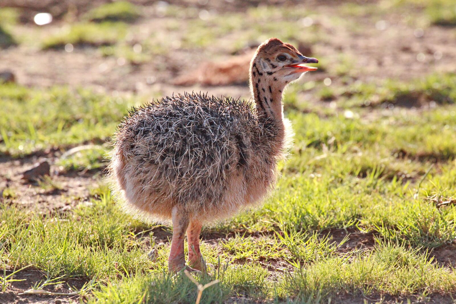 Canon EOS 5D Mark II sample photo. Ostrich baby, baby animal photography