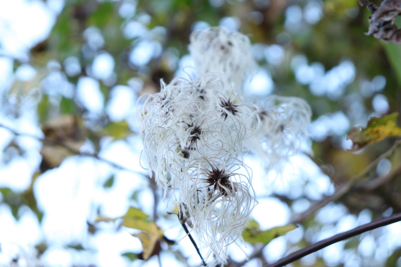 Canon EOS 200D (EOS Rebel SL2 / EOS Kiss X9) sample photo. White, flower, leaves photography