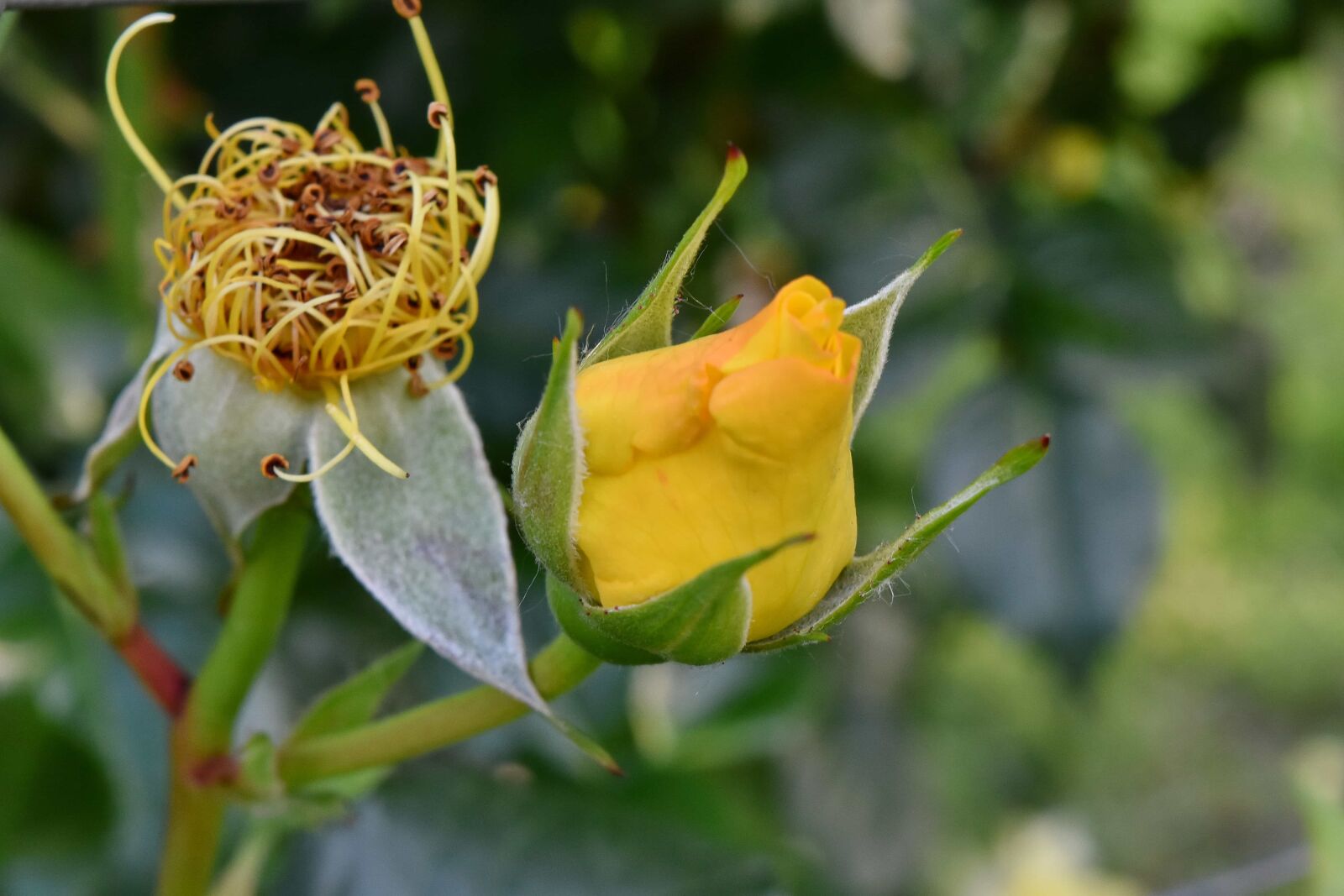 Nikon D5500 sample photo. Beautiful flowers, yellow, nature photography