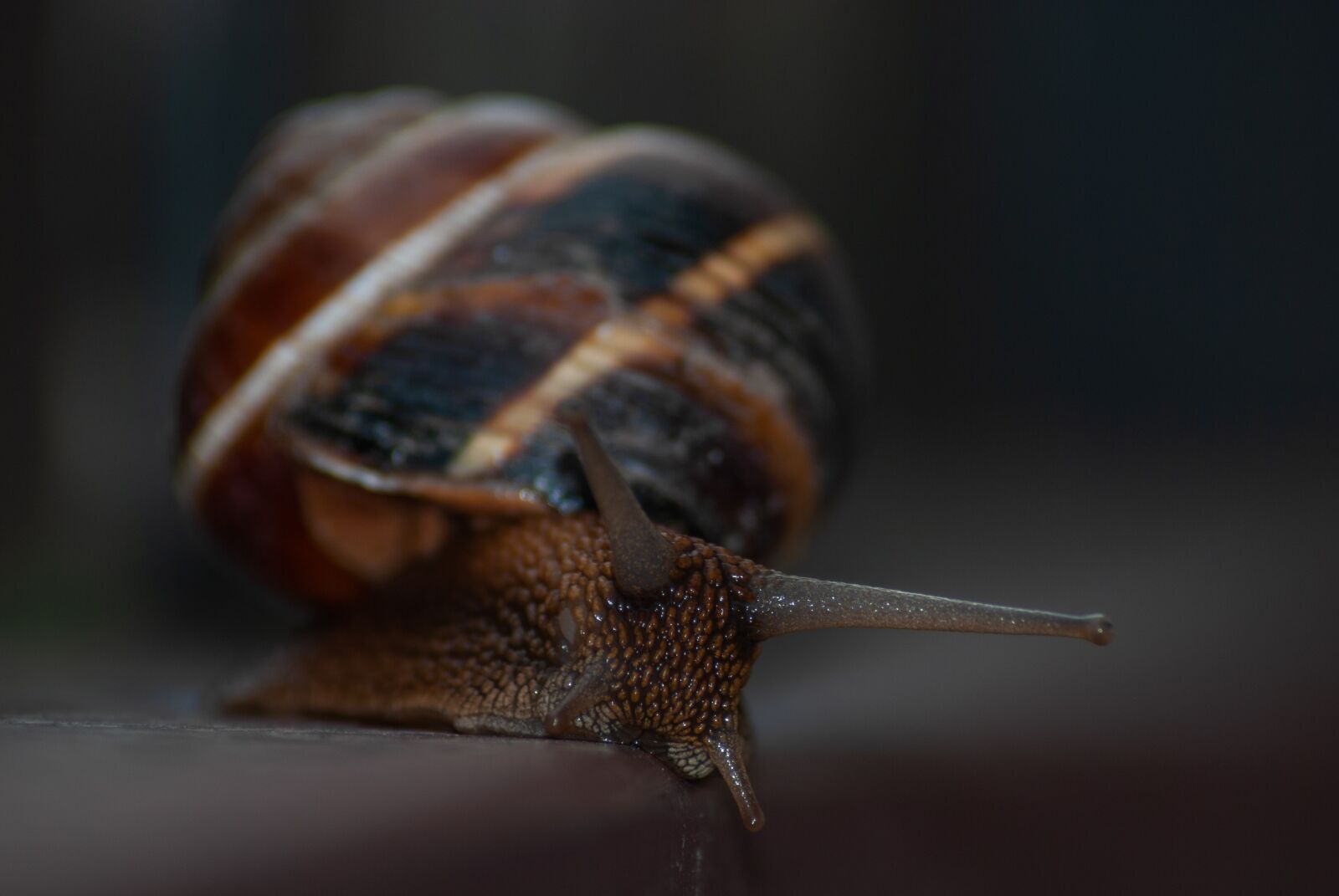 Nikon D60 sample photo. Snail, animal, mollusk photography