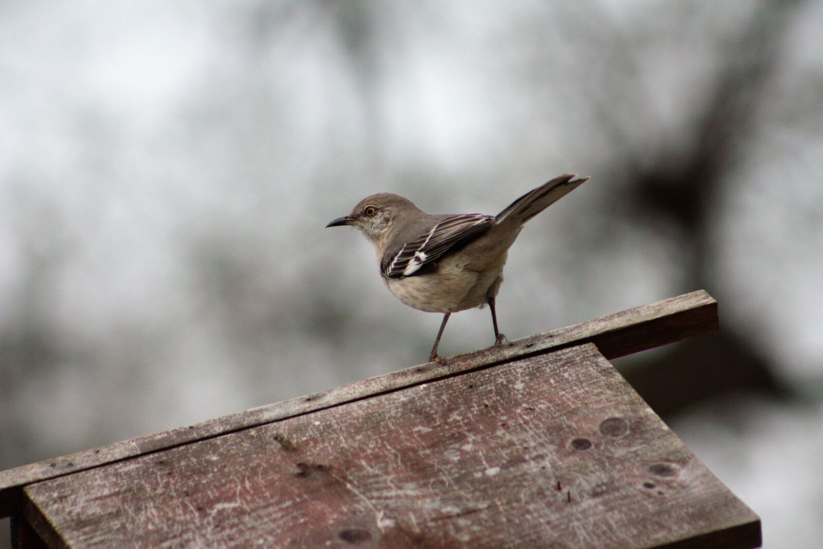 Canon EOS 550D (EOS Rebel T2i / EOS Kiss X4) sample photo. Bird, nature, outdoors photography