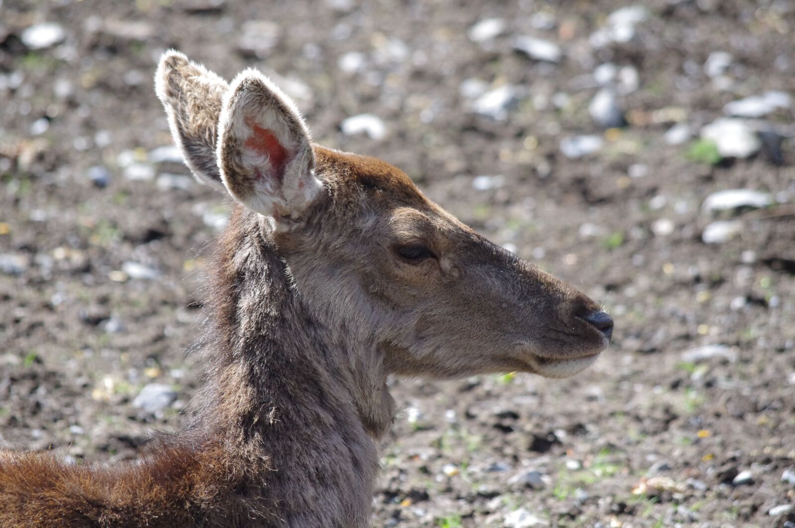 Pentax K-r sample photo. Biche, animal, fauna photography