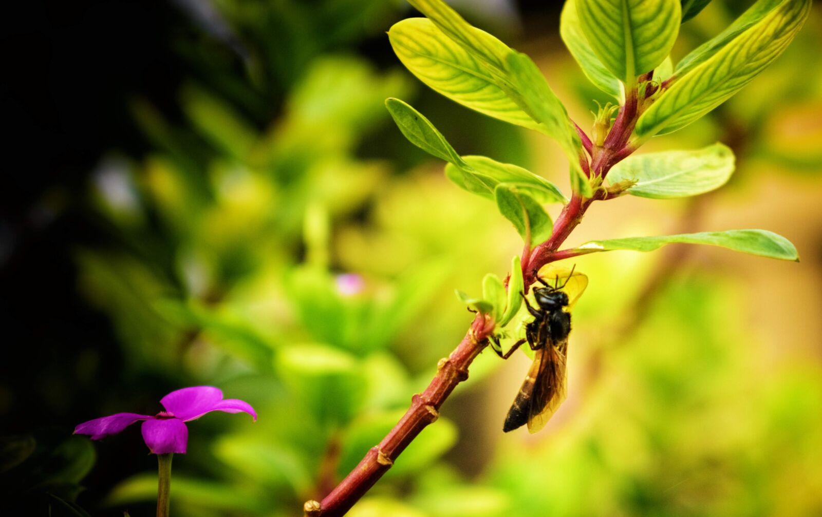 Nikon D3400 sample photo. Bee, insect, plant photography