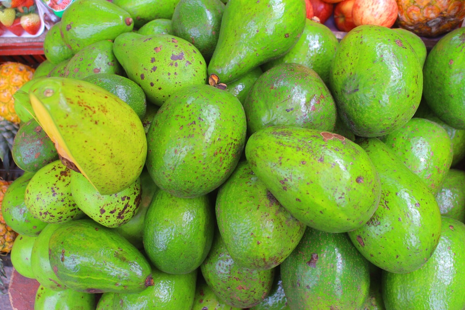 Canon EOS 650D (EOS Rebel T4i / EOS Kiss X6i) sample photo. Avocado, gallery, fruit photography