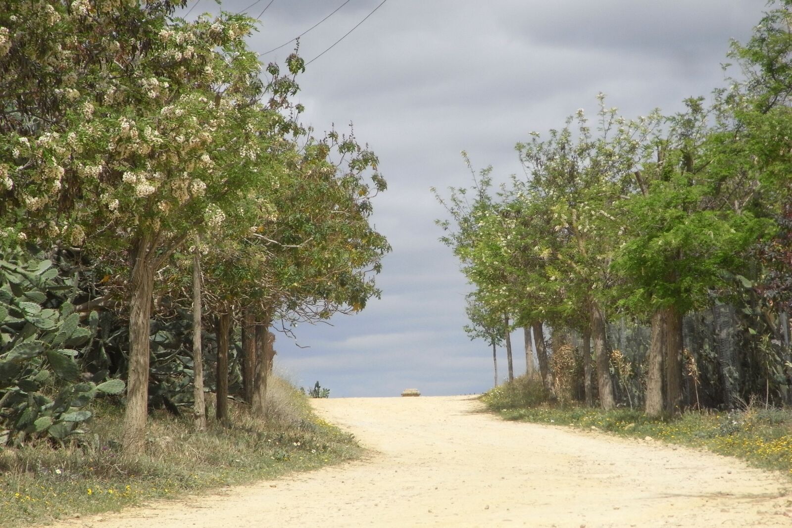 Ricoh Caplio R7 sample photo. Landscape, path, away photography