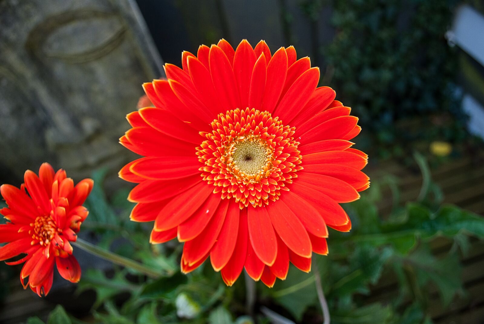 Nikon D3000 sample photo. Gerbera, flower, flowers photography