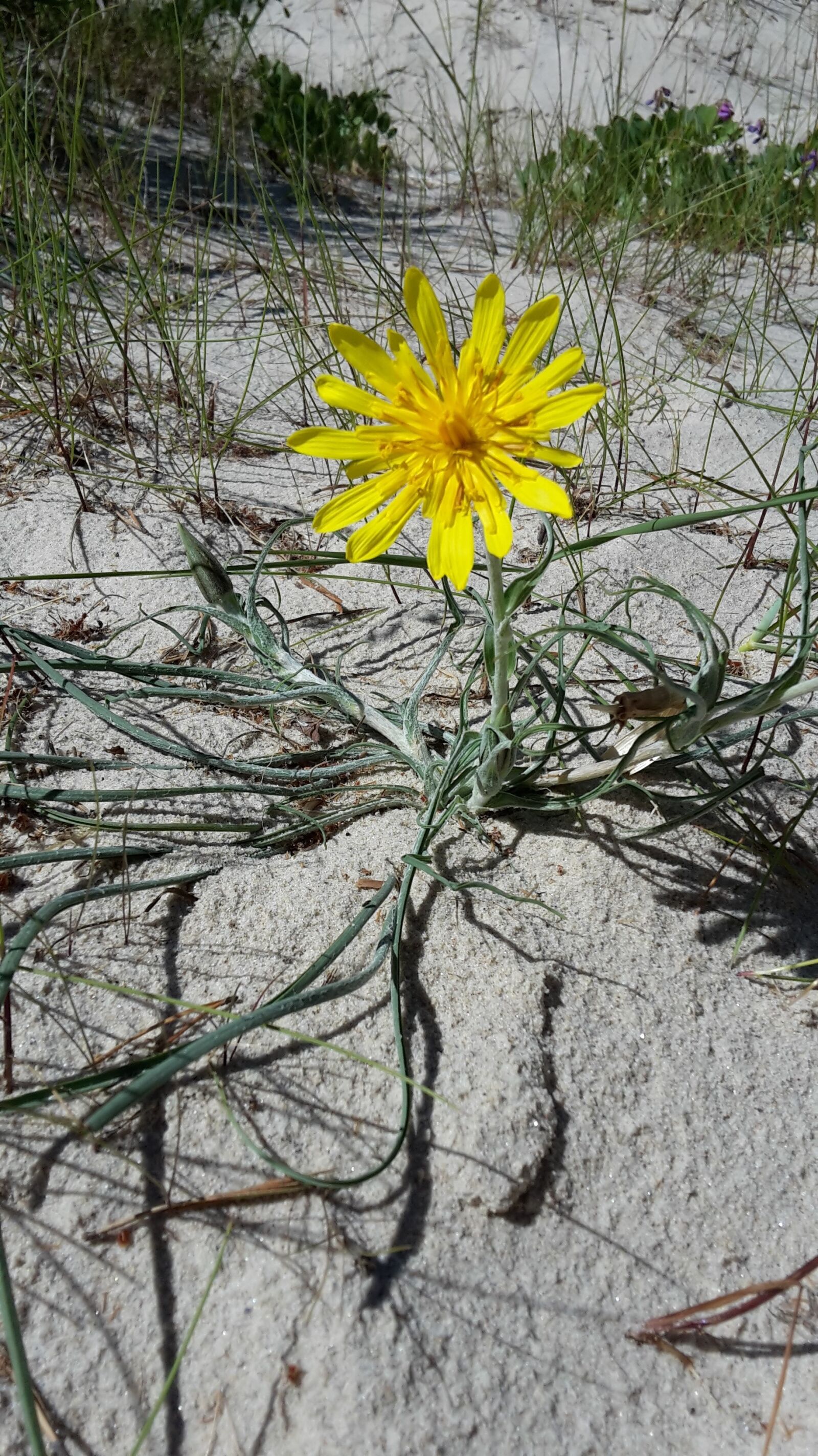 Samsung Galaxy S5 Mini sample photo. Flower, sand, white sand photography