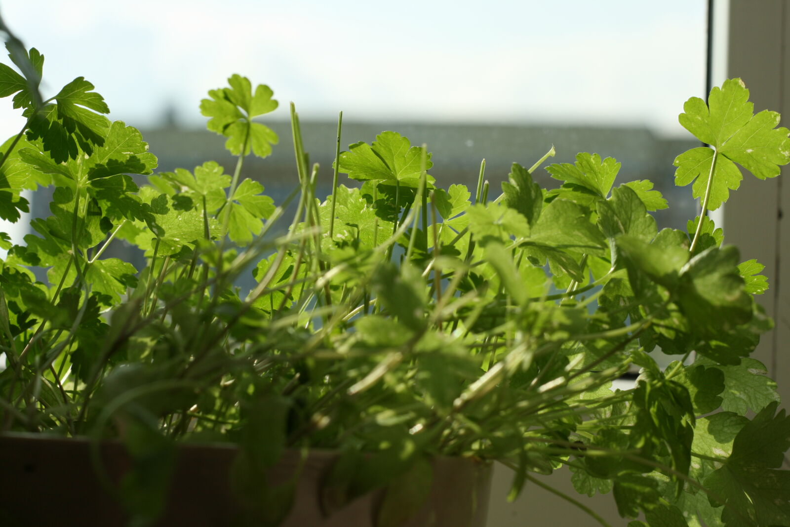 Canon EOS 400D (EOS Digital Rebel XTi / EOS Kiss Digital X) + Canon EF 50mm F1.8 II sample photo. Herbs, kitchen, parsley photography