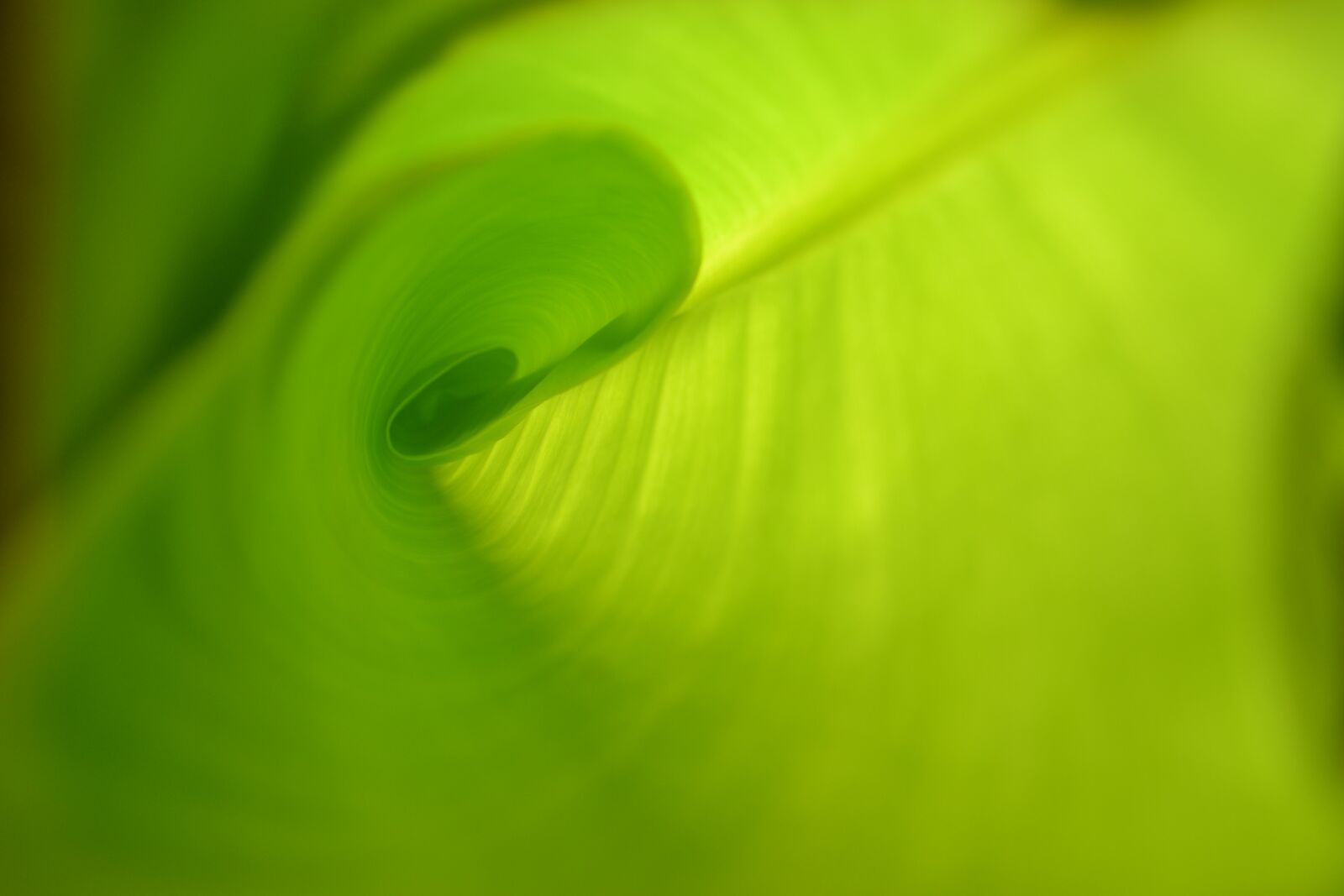 Nikon D3100 sample photo. Leaf, green, grow photography