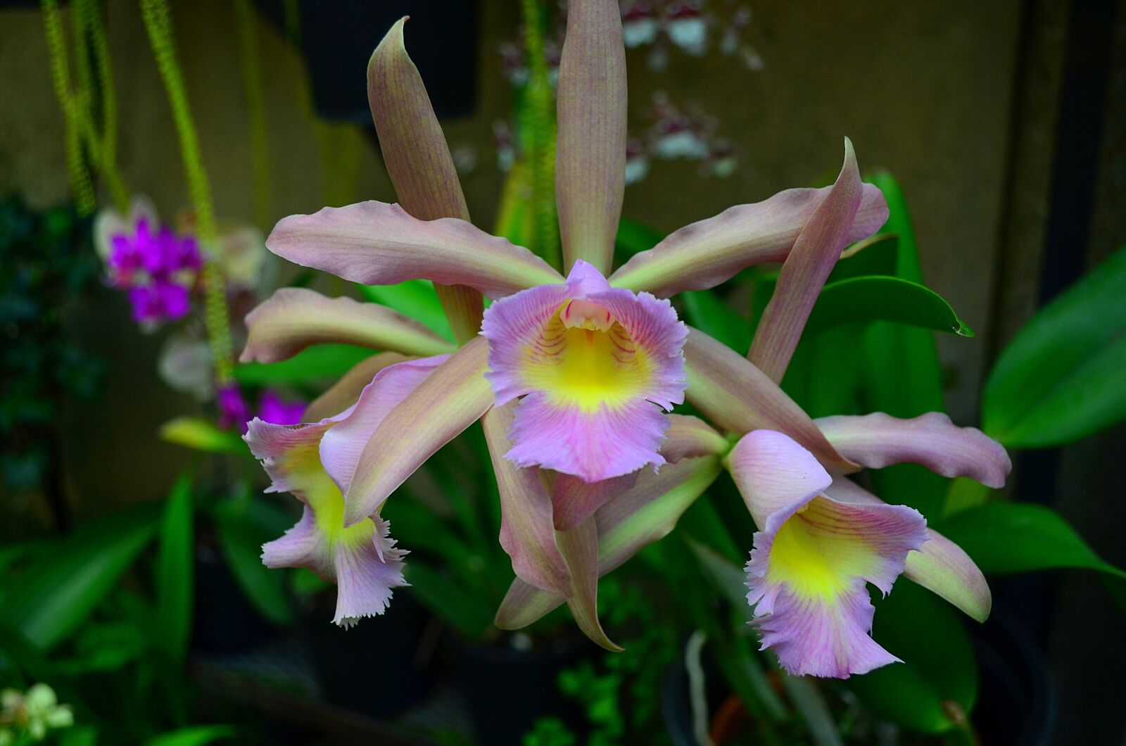 Nikon D5100 sample photo. Orchid, flower, plant photography