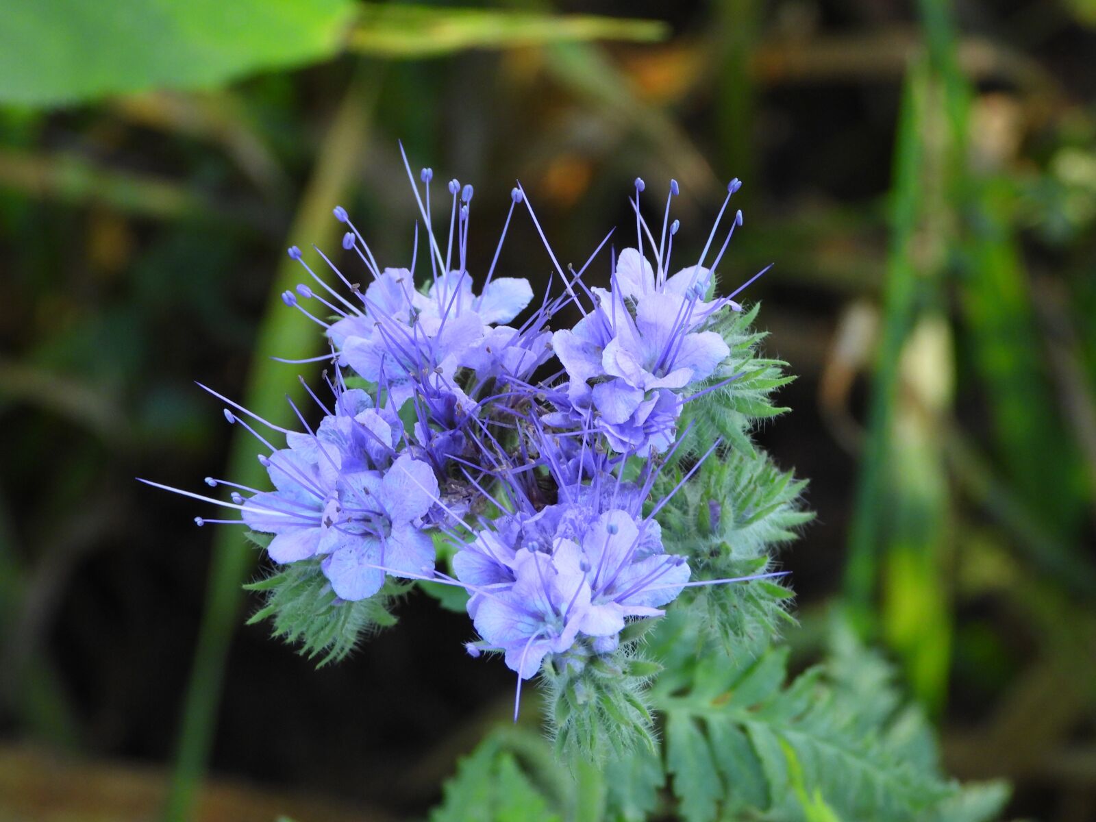 Nikon Coolpix P1000 sample photo. Verbena, plant, blue photography