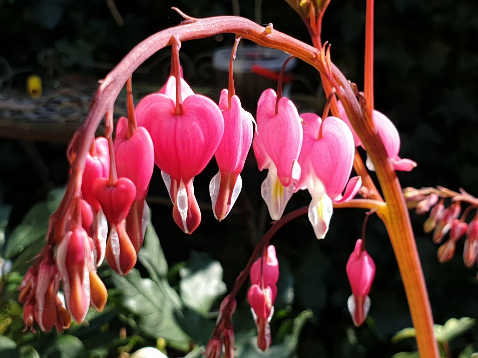 Samsung Galaxy S9+ sample photo. Flower, red, garden photography