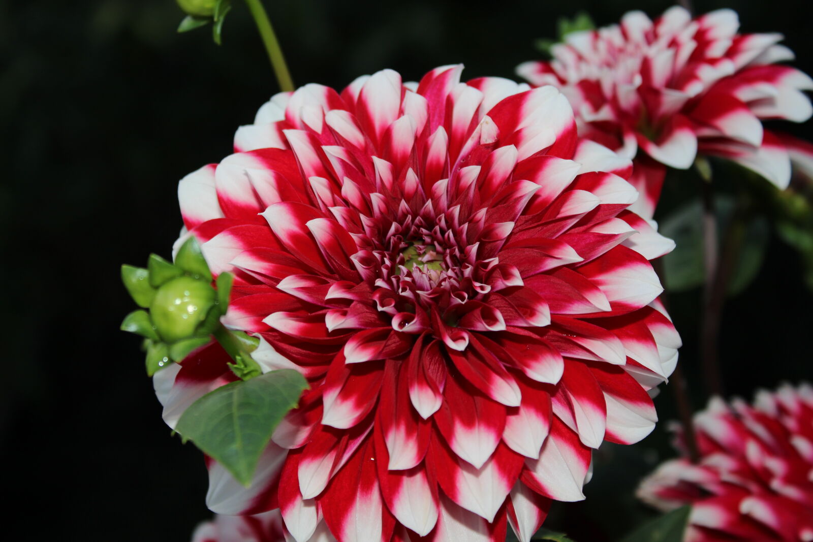 Canon EOS 700D (EOS Rebel T5i / EOS Kiss X7i) sample photo