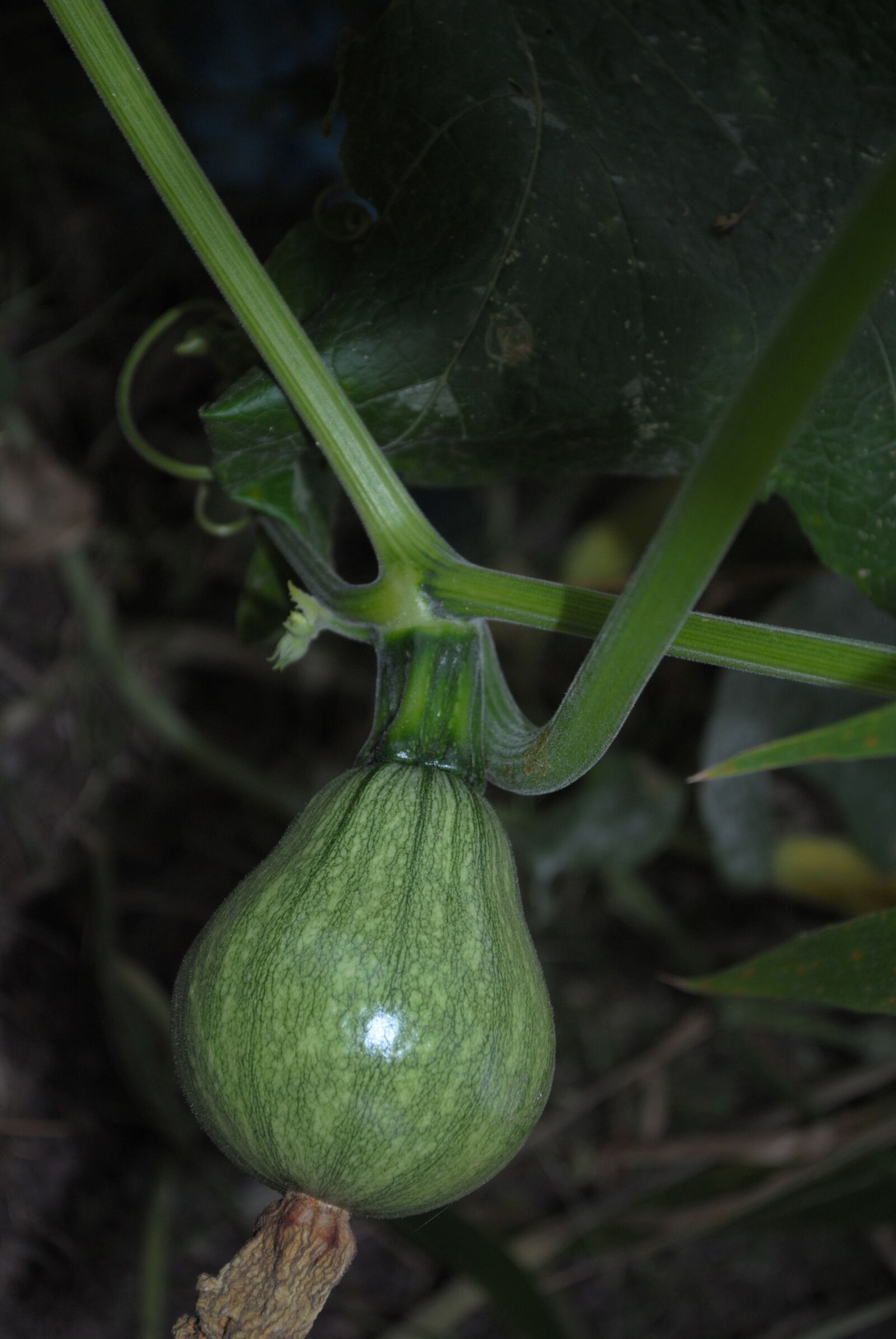 Nikon D3000 sample photo. Zucchini, vegetable, market photography