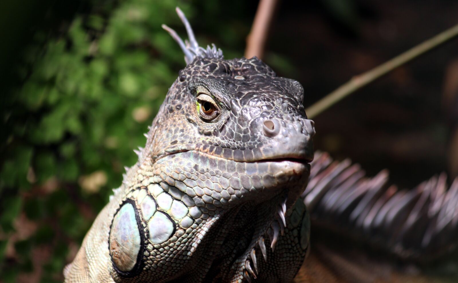 Canon EOS 650D (EOS Rebel T4i / EOS Kiss X6i) sample photo. Iguana, watch, lizard photography