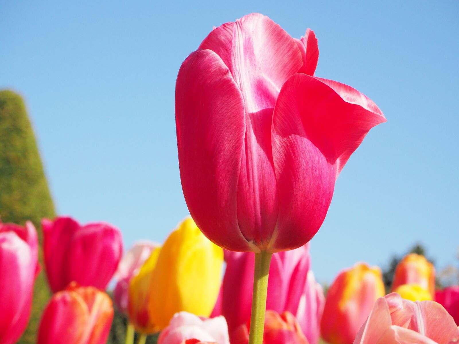 Olympus OM-D E-M10 II sample photo. Keukenhof, lisse, flowers photography
