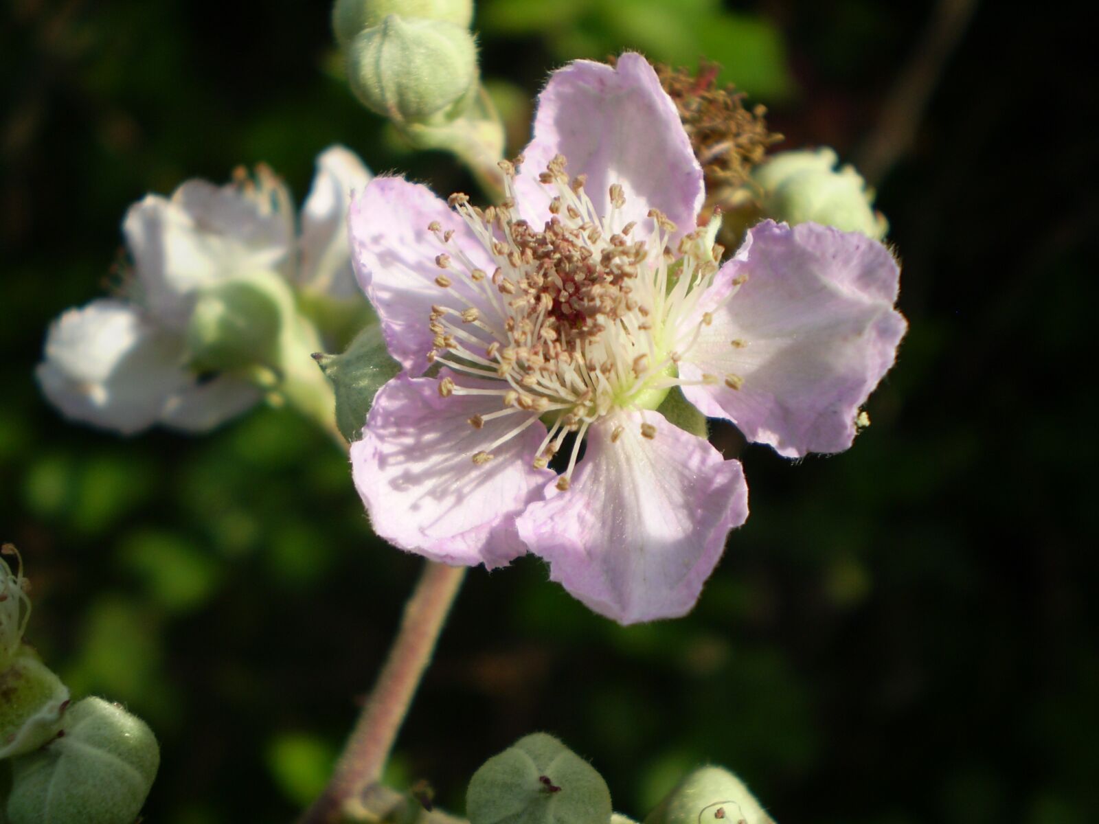 Olympus FE210,X775 sample photo. Flower, rosa, zarza photography
