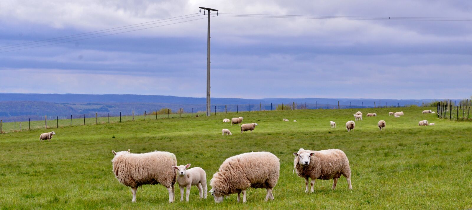 Nikon D600 sample photo. Sheep, lambs, mammals photography