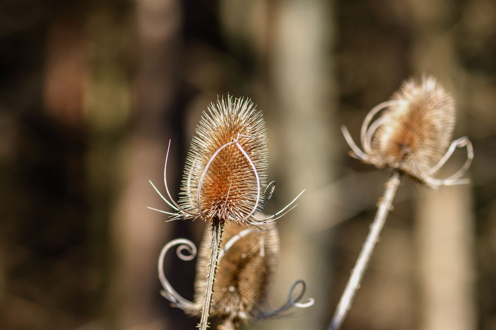 Nikon D7200 sample photo. Wild teasel, thistle, dispacus photography