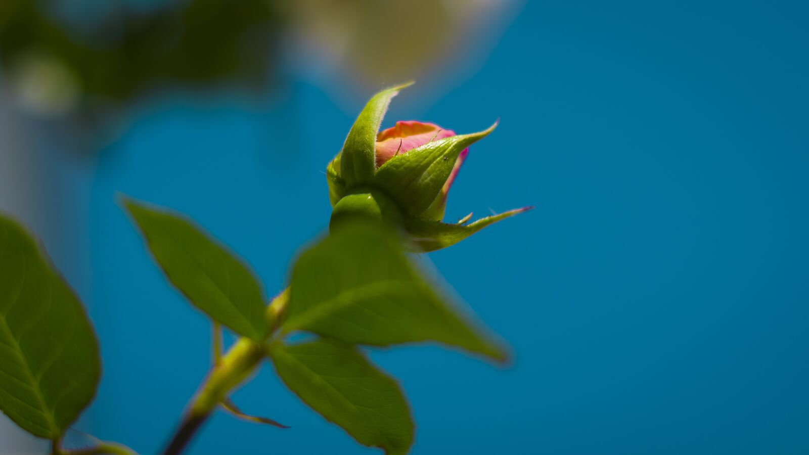 Pentax smc DA 50mm F1.8 sample photo. Rose, flower, sky photography