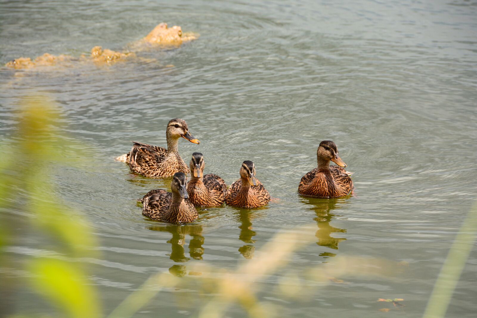 Nikon D7100 sample photo. Duck, water, bird photography