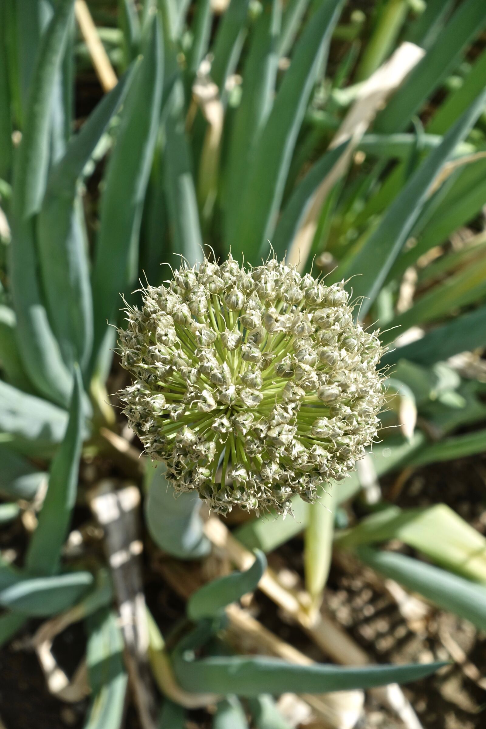 Sony Cyber-shot DSC-RX100 III sample photo. Seed, flora, nature photography