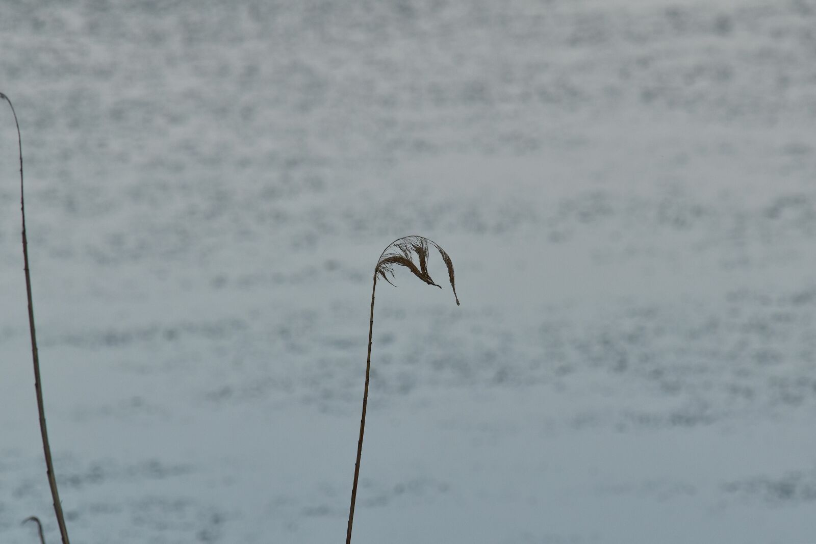 Nikon D5500 sample photo. Dry, herb, swam, water photography