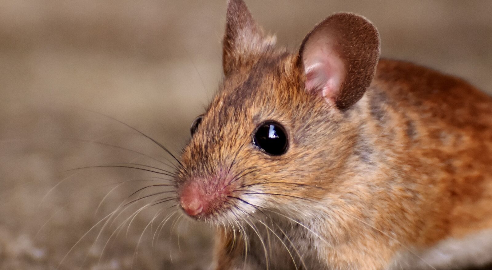 Nikon D7200 sample photo. Wood mouse, nager, cute photography