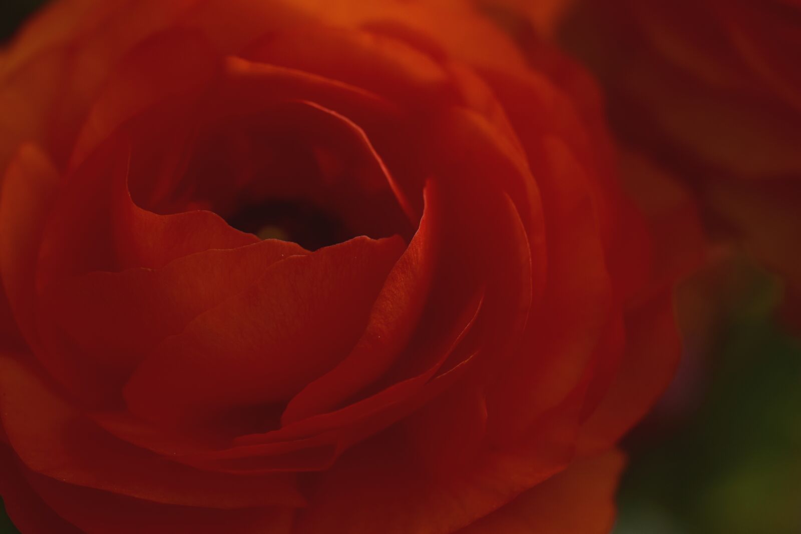 Nikon D3300 sample photo. Ranunculus, aisatischer buttercup, ranunculus photography
