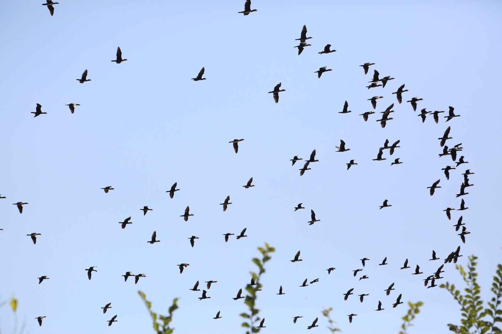 Canon EF 24-105mm F4L IS USM sample photo. Birds, sky, nature photography