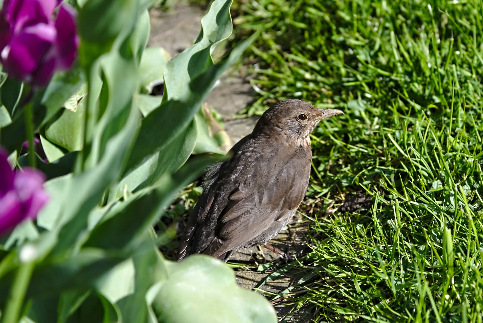 Nikon D750 sample photo. Bird, blackbird, young bird photography