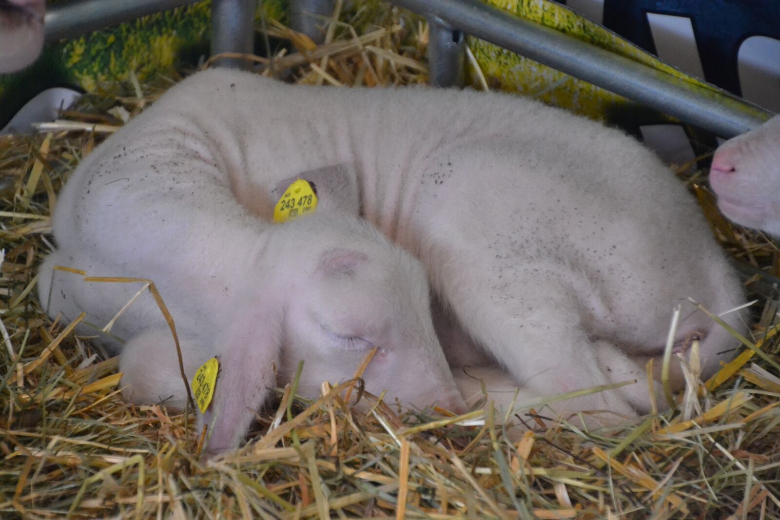 Nikon D3100 sample photo. Animal, sheep, lamb photography