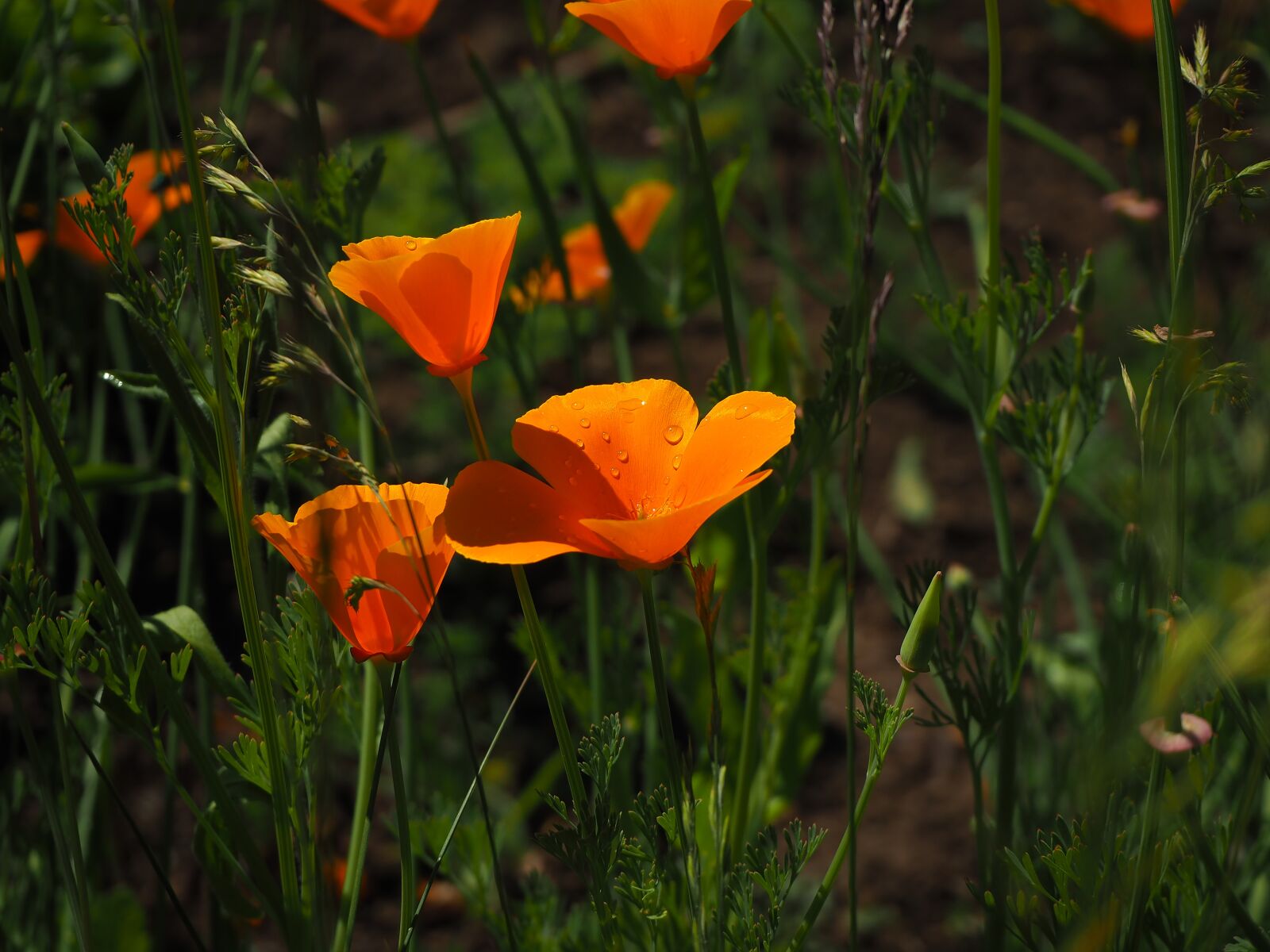 Olympus OM-D E-M10 III sample photo. Garden, flowers, summer photography