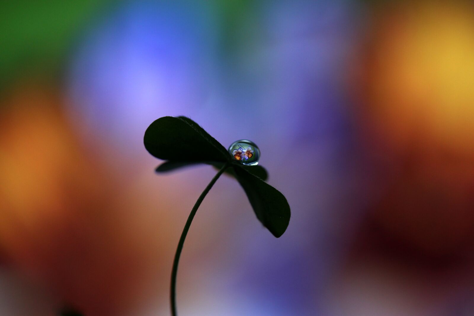 Canon EF-S 60mm F2.8 Macro USM sample photo. Drop, water drop, flower photography