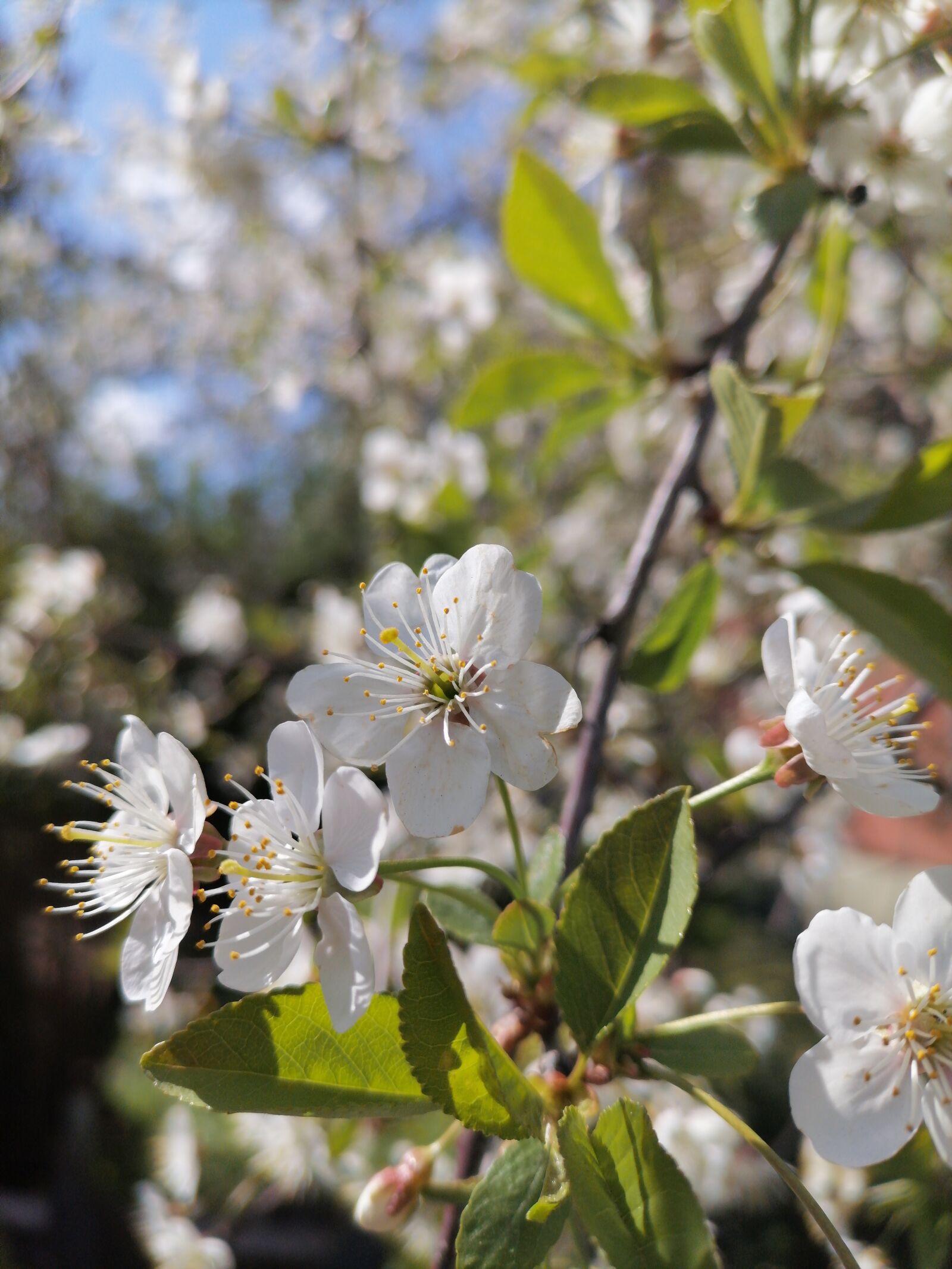 HUAWEI ART-L29 sample photo. Blooming garden, apple blossoms photography