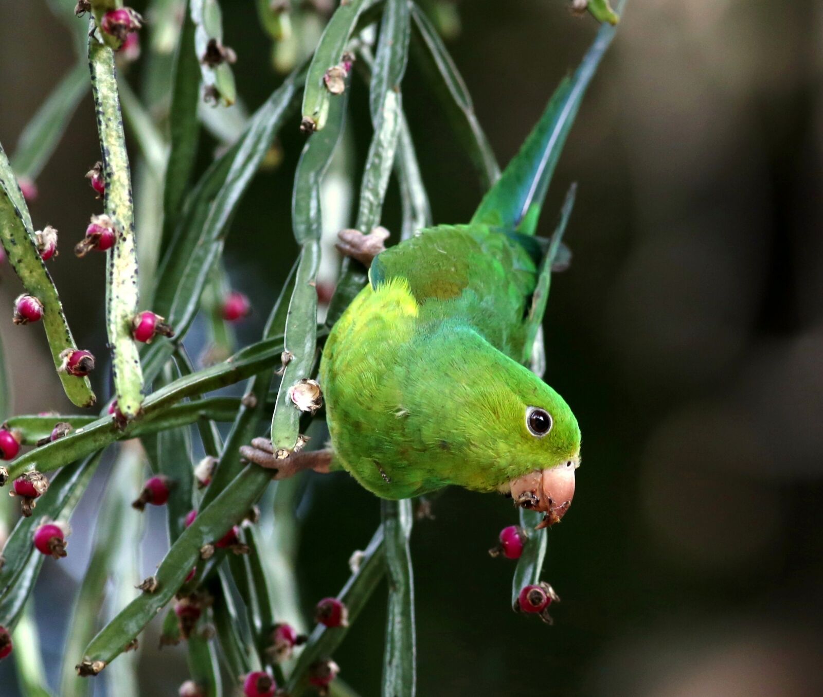 Canon EOS 5D Mark III sample photo. Parakeet, green, food photography