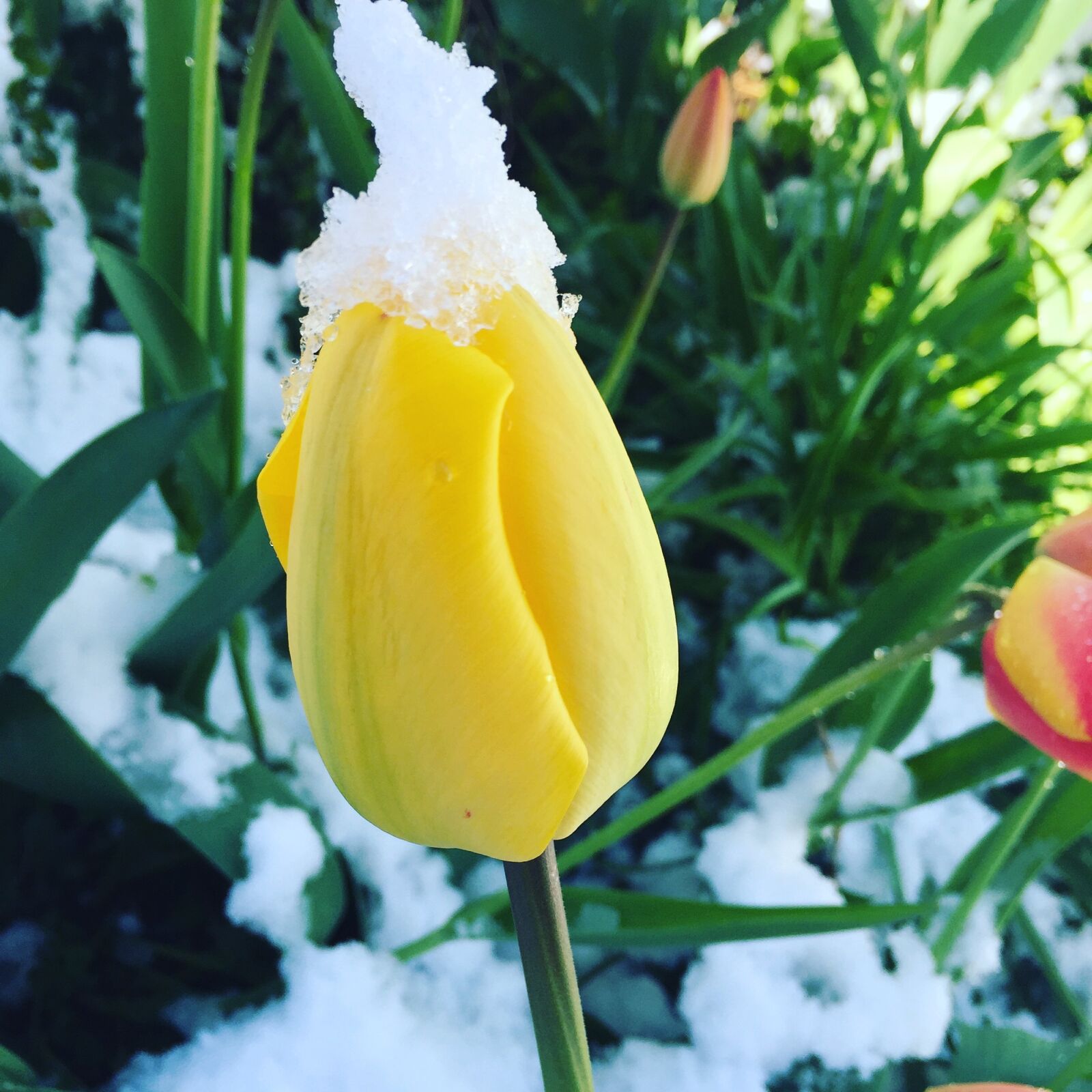 Apple iPhone 6 sample photo. Tulip, flower, winter photography