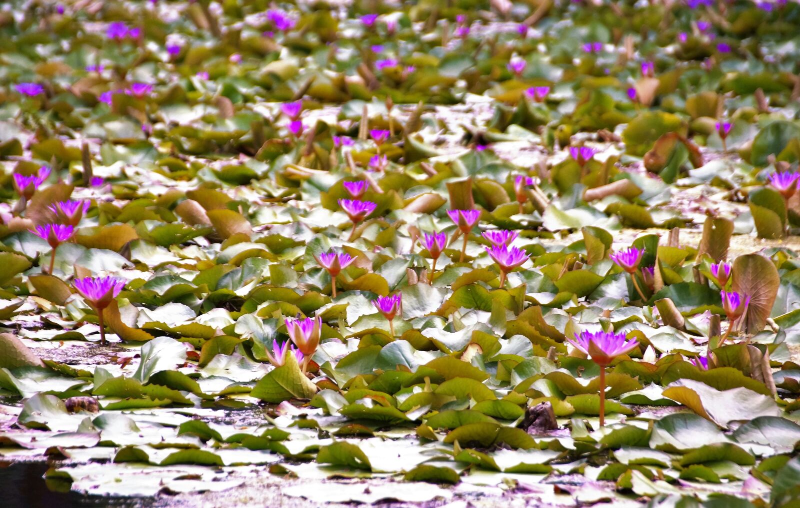 Sony SLT-A58 sample photo. Waterlily, water-plant, hevíz photography