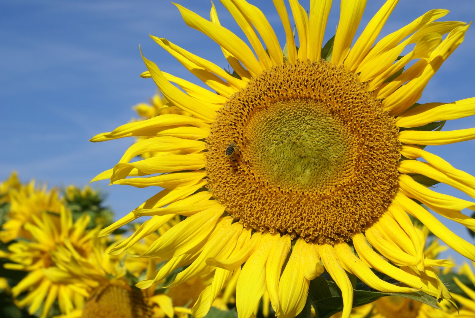 Sony Alpha DSLR-A100 sample photo. Sunflower, bee, sky photography